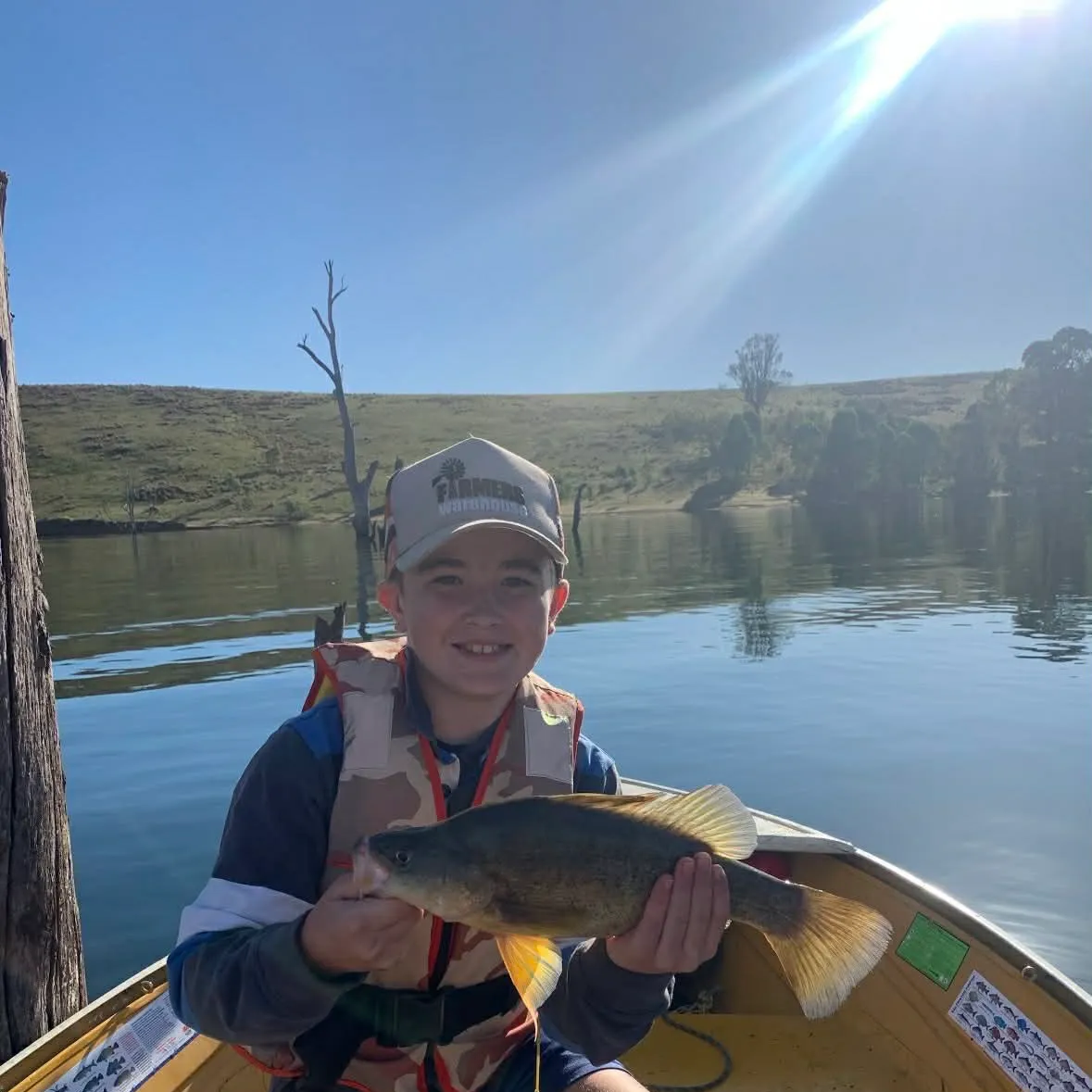 Golden perch caught on Fishbrain