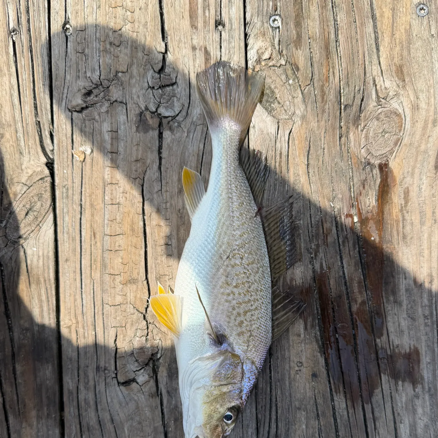 Atlantic croaker caught on Fishbrain