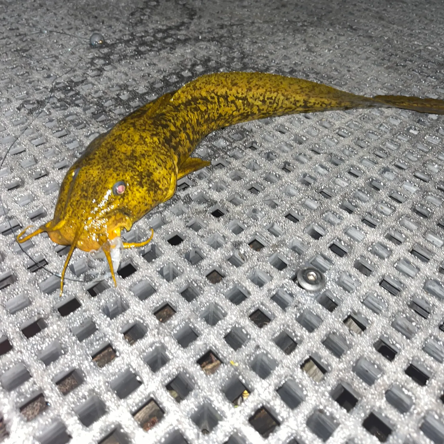 The most recent Cobbler catches on Fishbrain