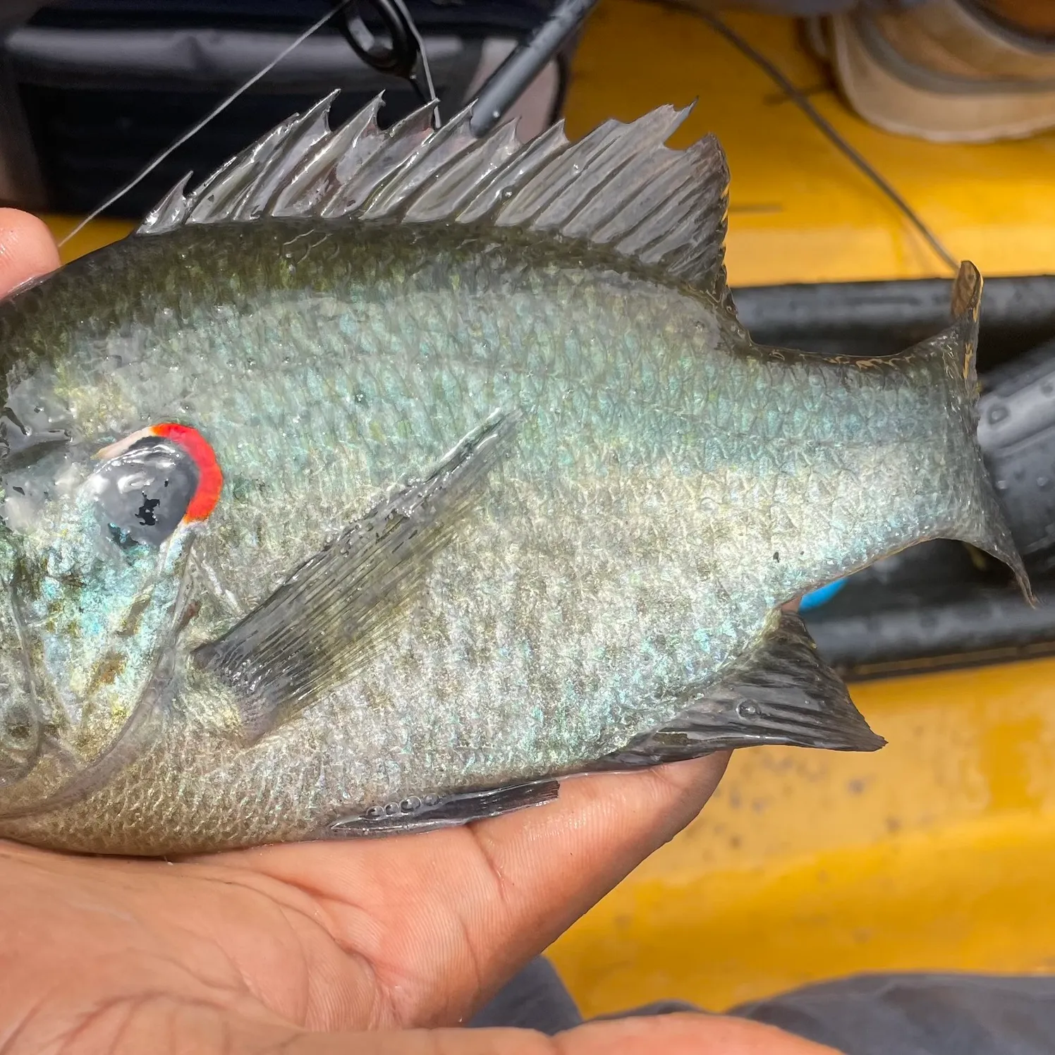 The most recent Redear sunfish catches on Fishbrain