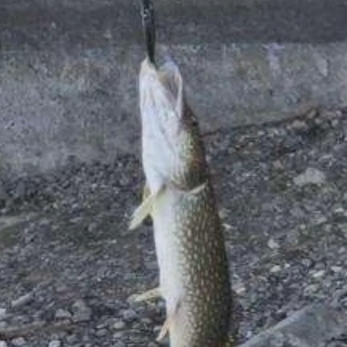 Northern pike caught on Fishbrain