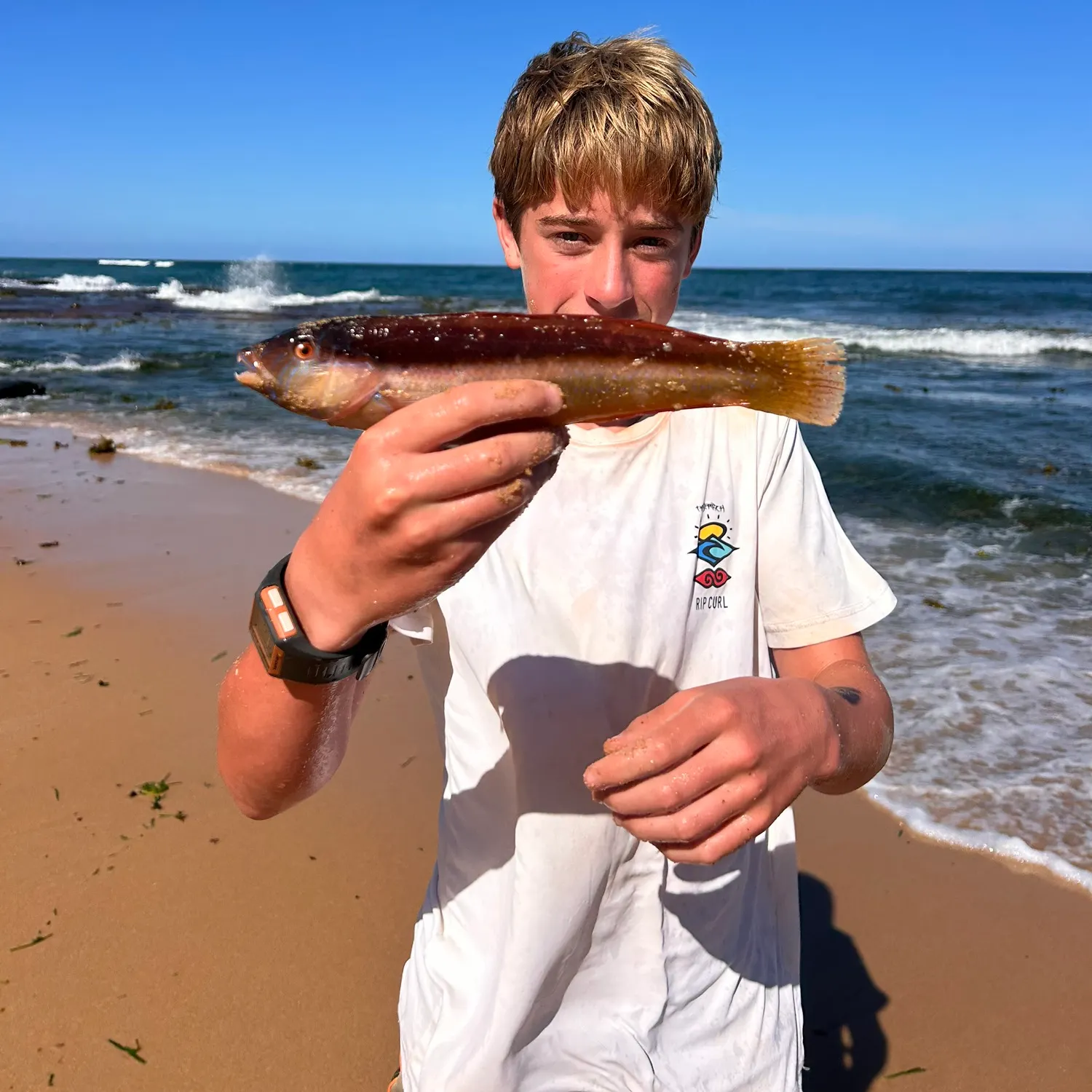 The most recent Gunther's wrasse catches on Fishbrain