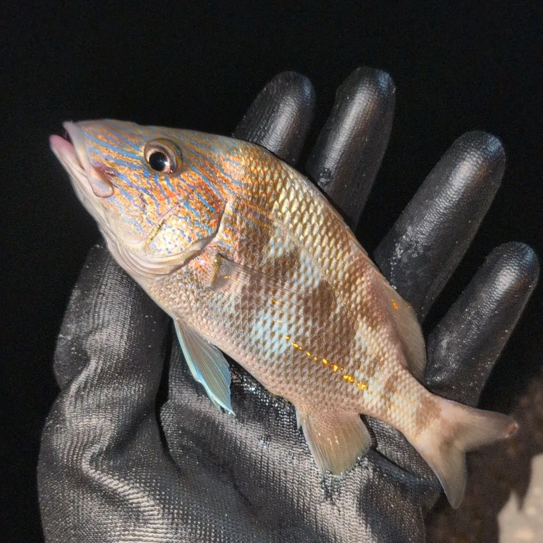 Pigfish caught on Fishbrain