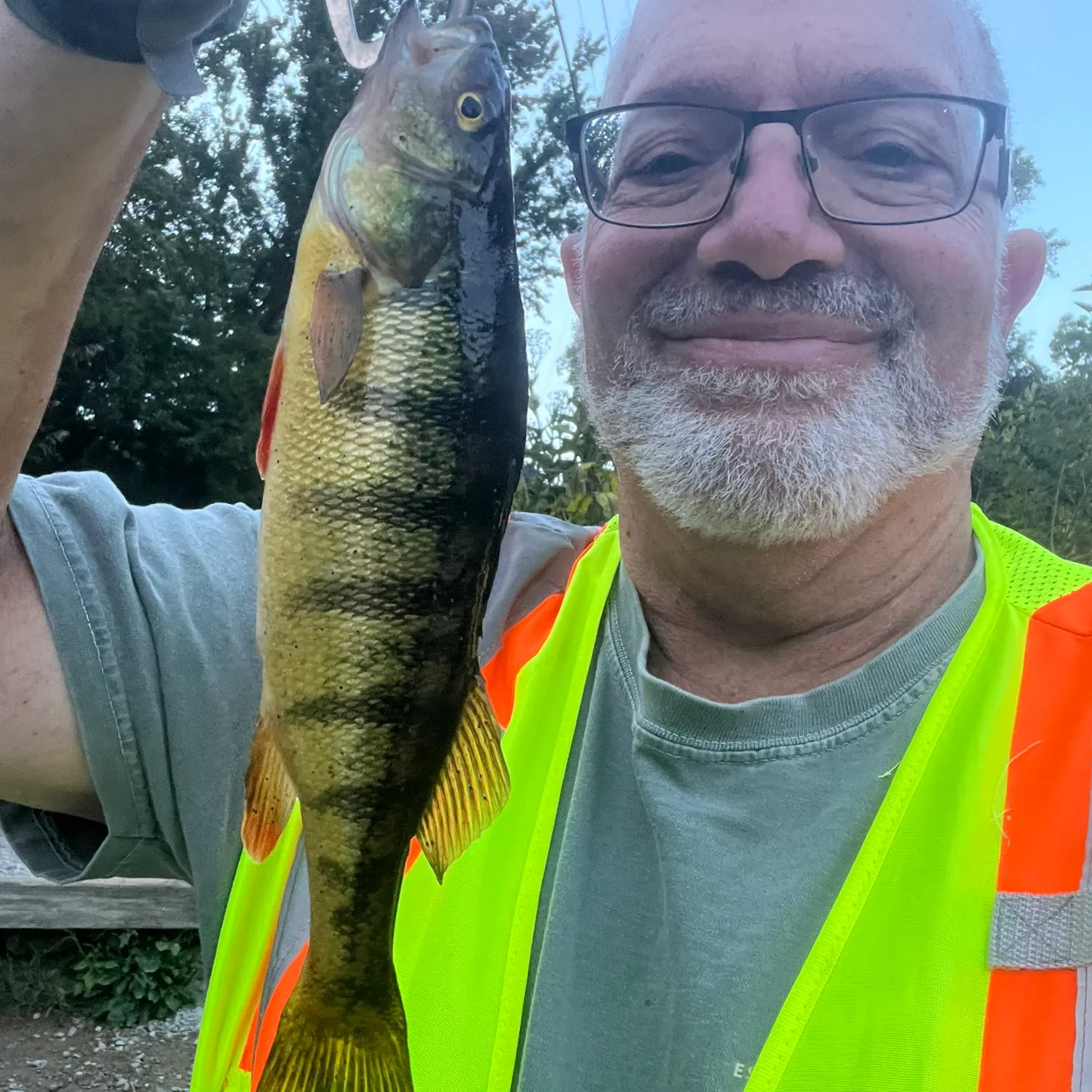 Yellow perch caught on Fishbrain