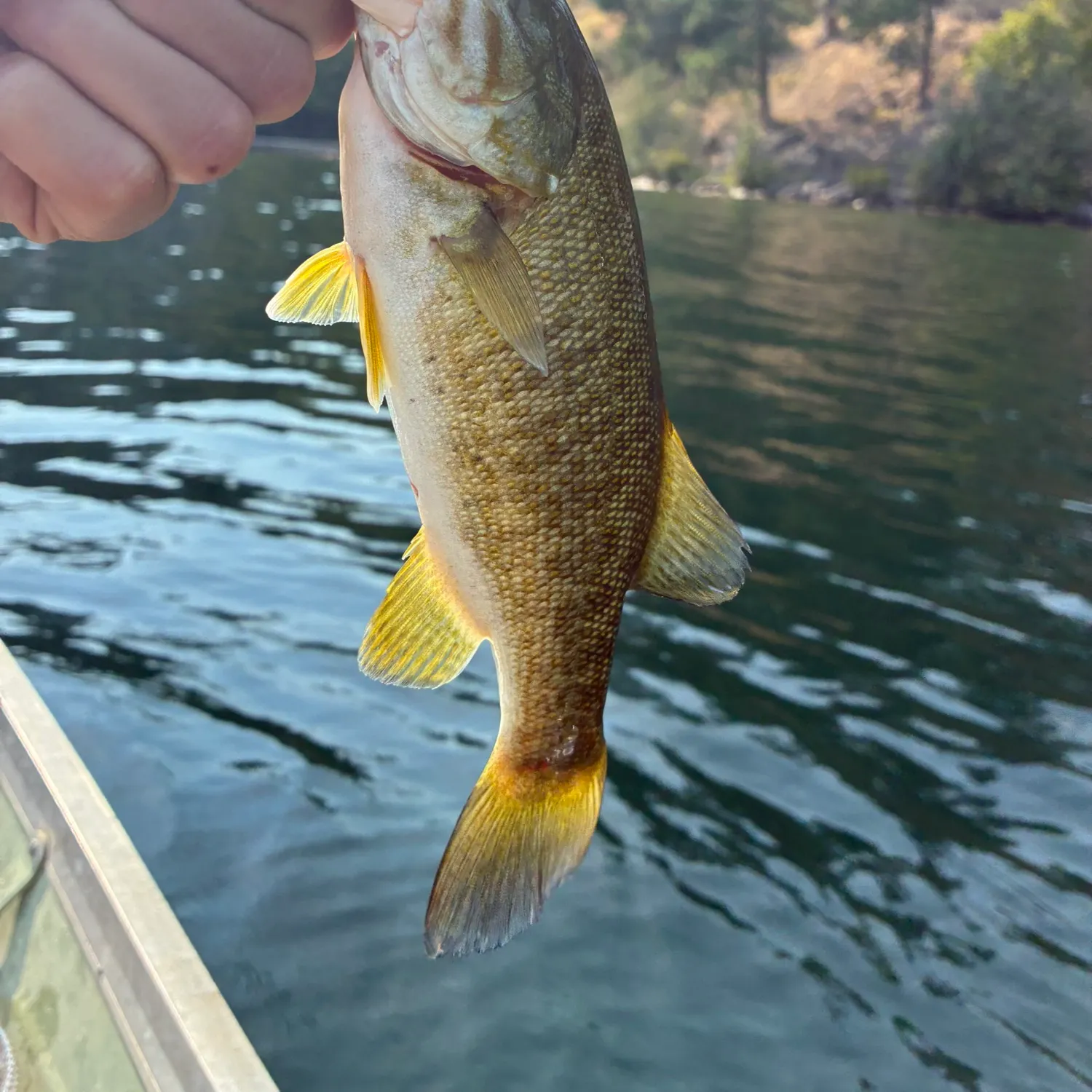Smallmouth bass caught on Fishbrain