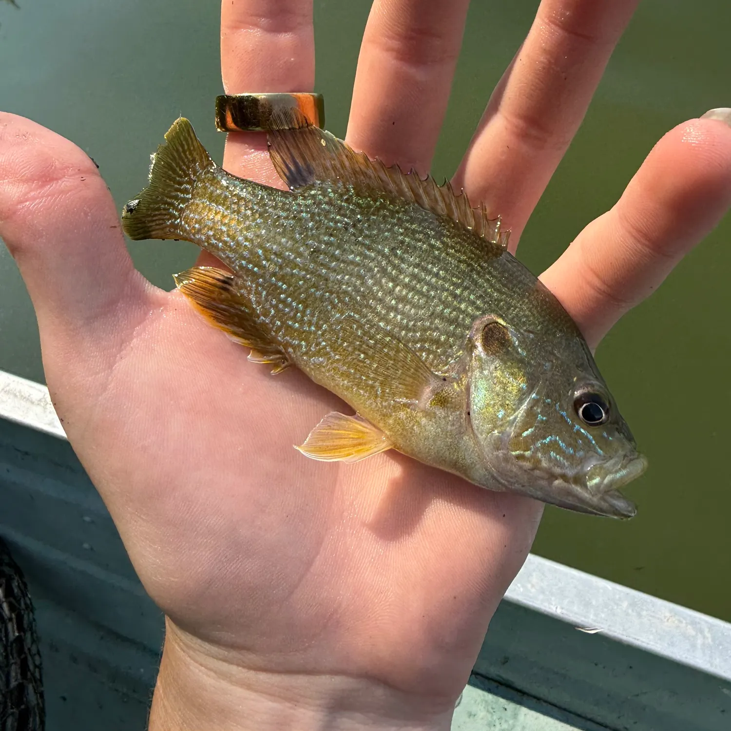 Green sunfish caught on Fishbrain