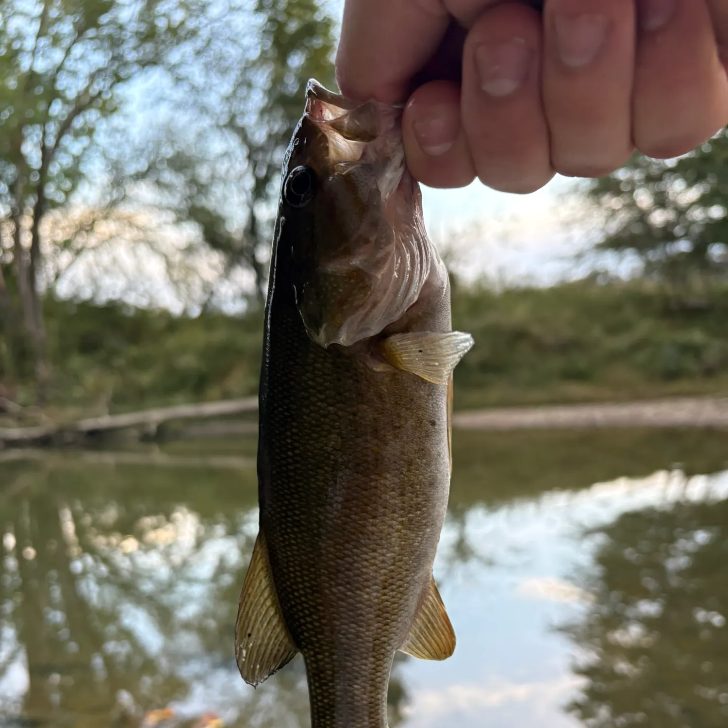 Smallmouth bass caught on Fishbrain