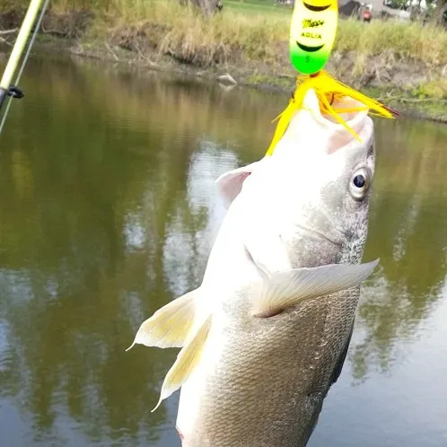 Fish caught on Fishbrain