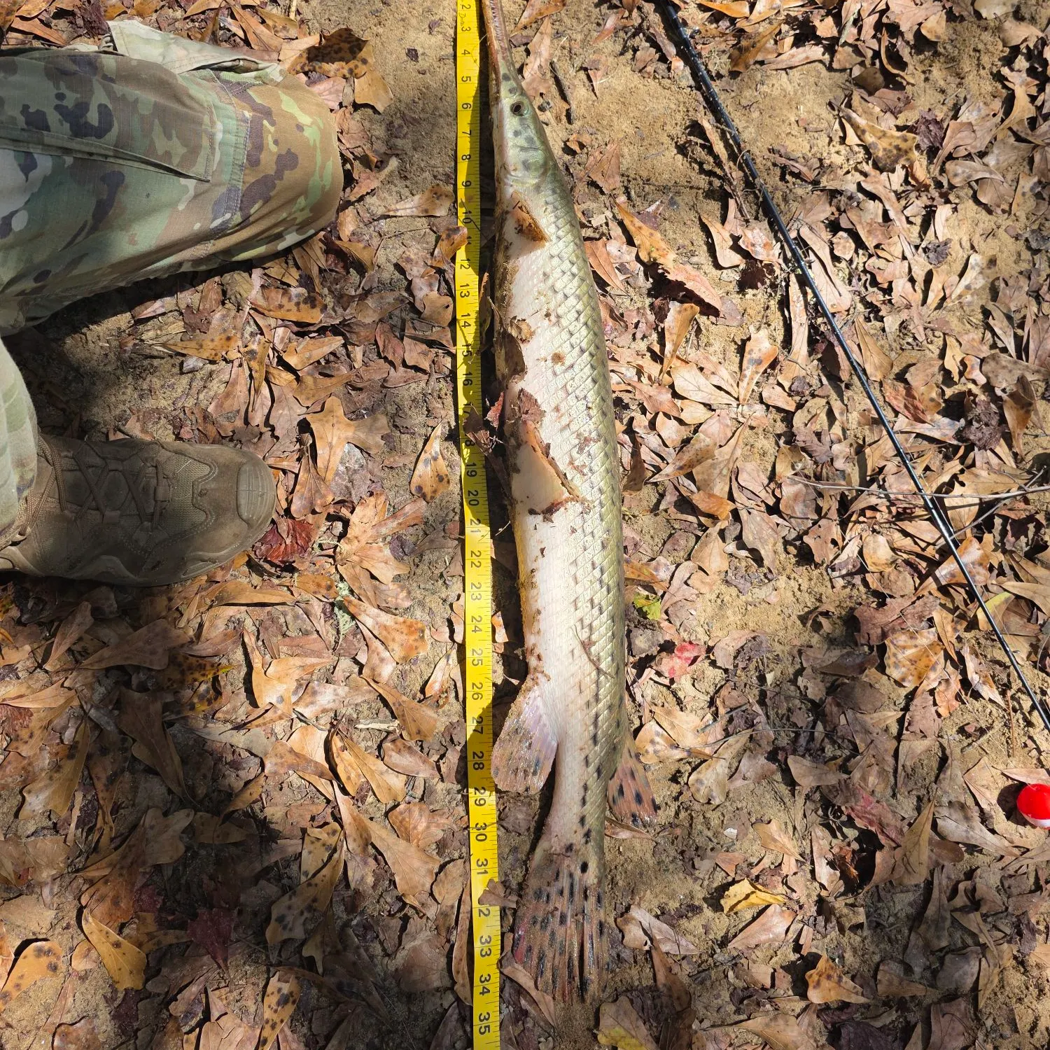 Spotted gar caught on Fishbrain