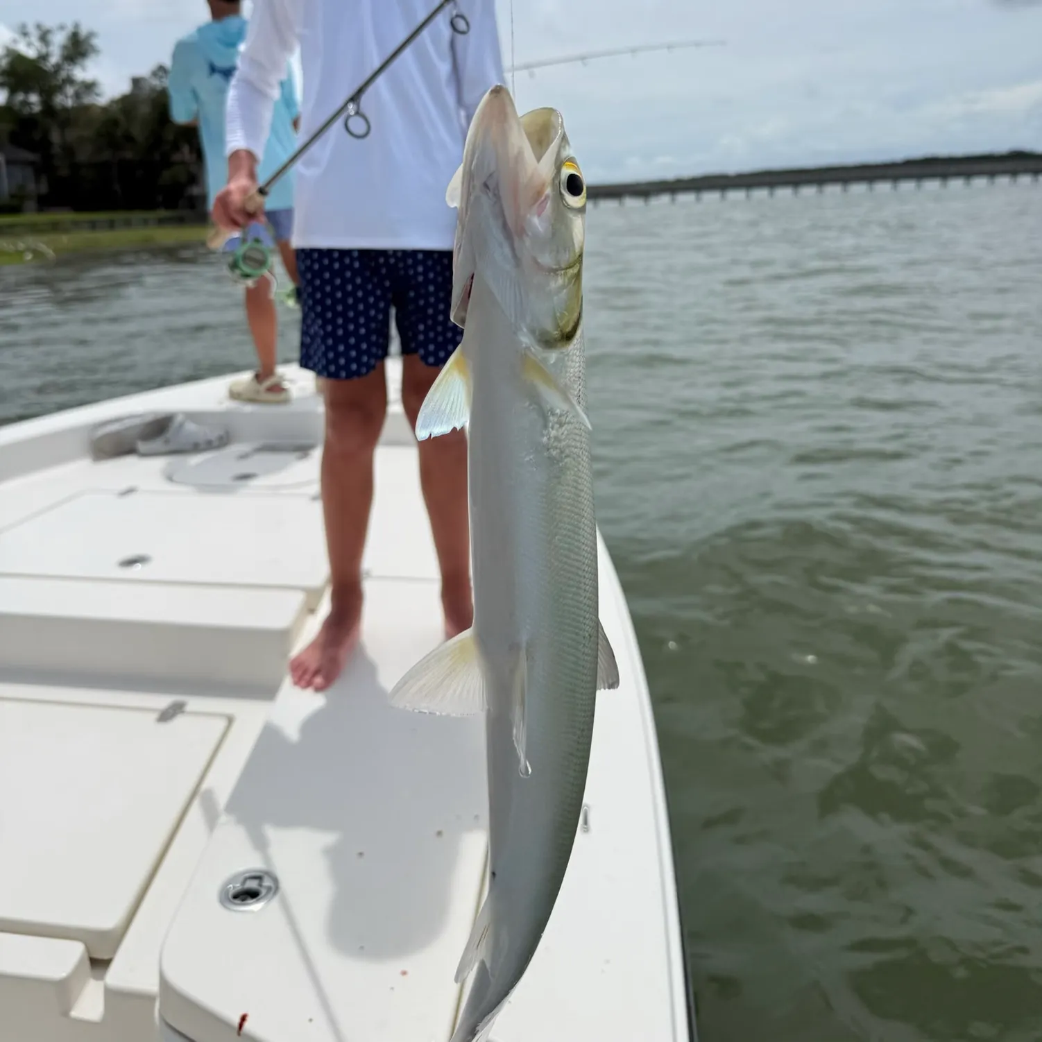 The most recent Ladyfish catches on Fishbrain