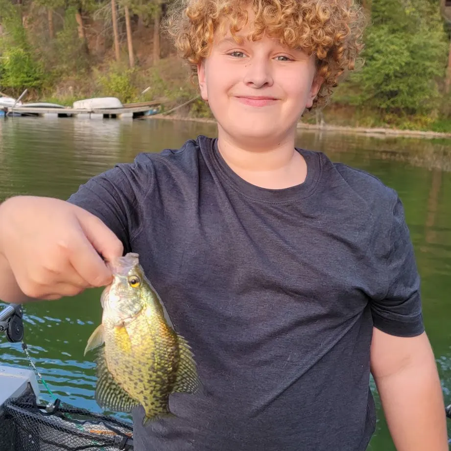 Black crappie caught on Fishbrain