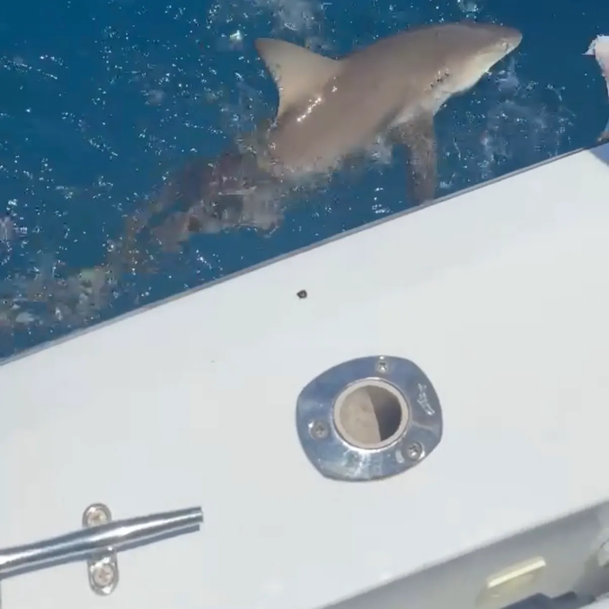 The most recent Caribbean reef shark catches on Fishbrain
