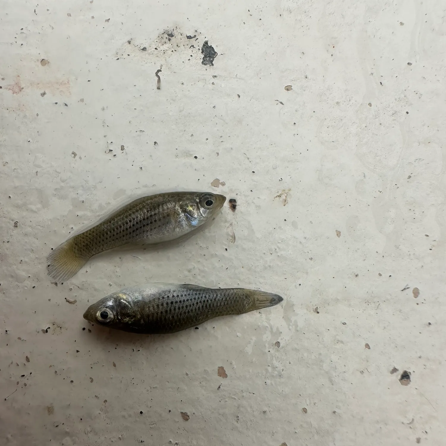 The most recent Sailfin Molly catches on Fishbrain