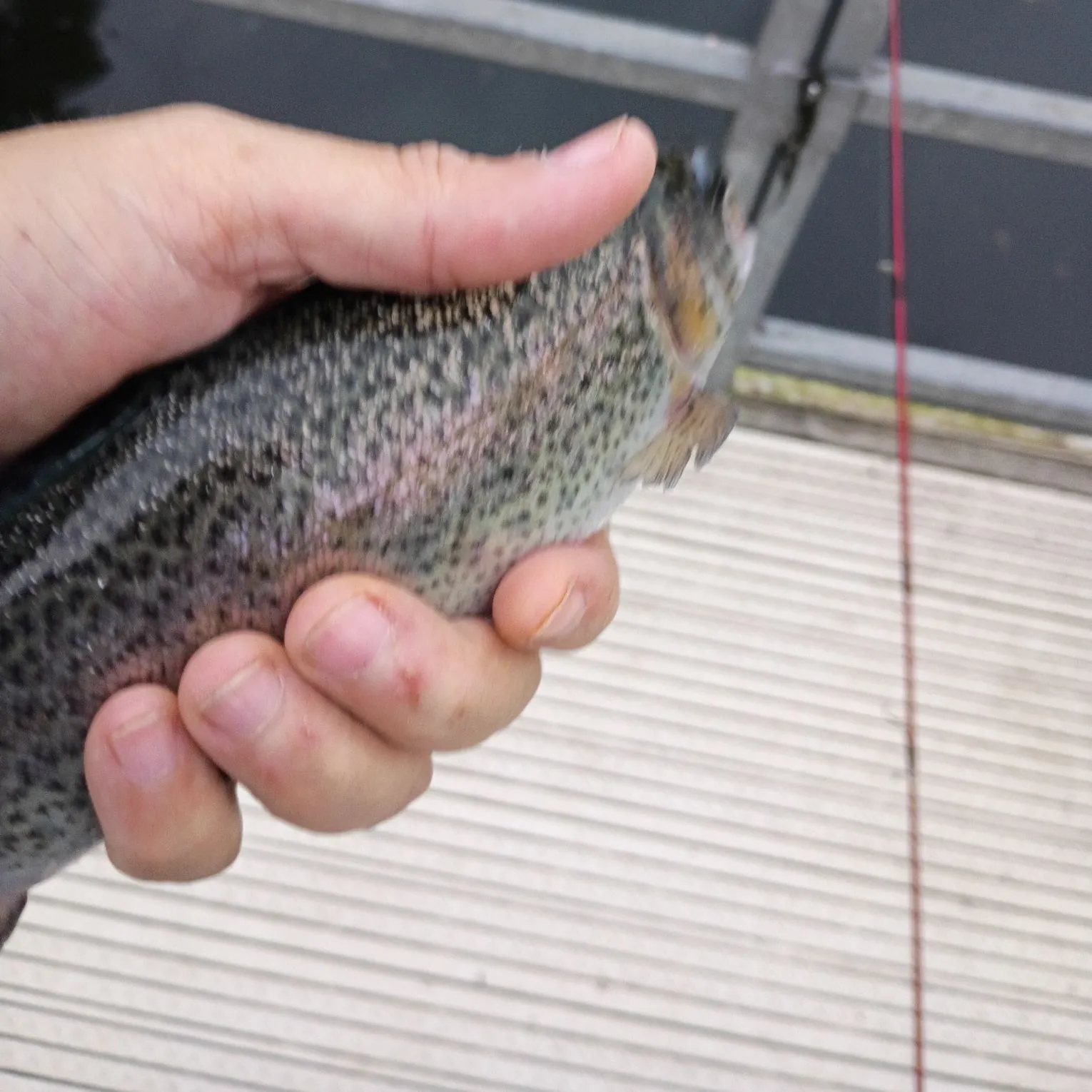 Rainbow trout caught on Fishbrain