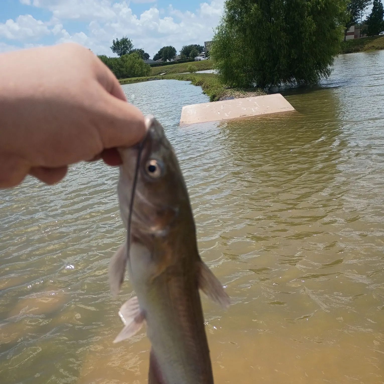 Channel catfish caught on Fishbrain