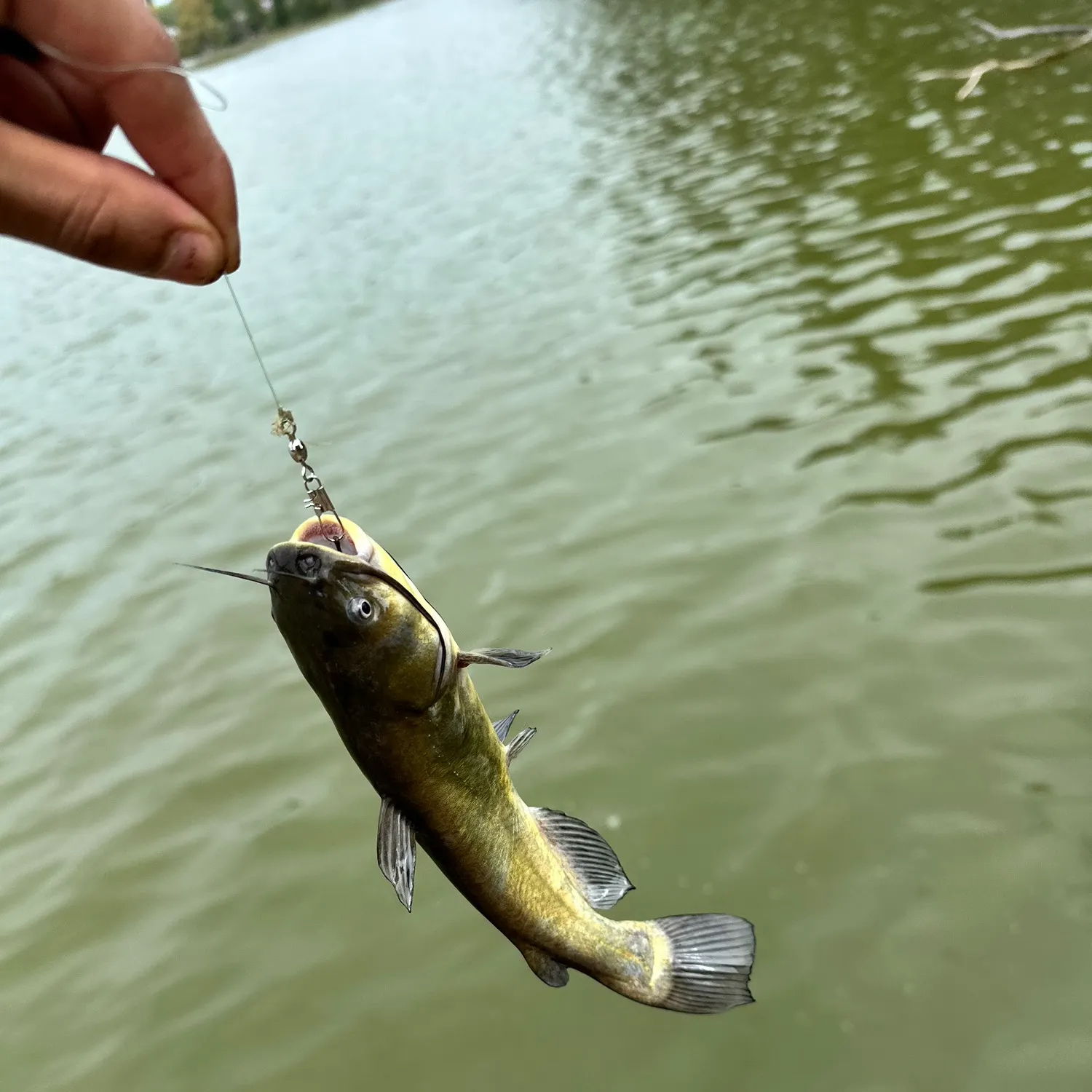 Black bullhead caught on Fishbrain