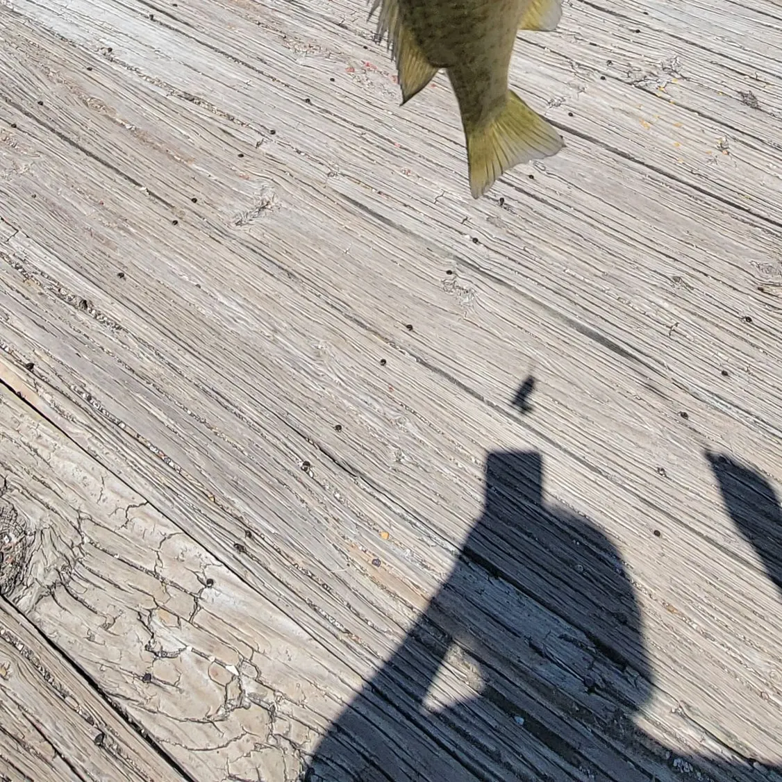 Green sunfish caught on Fishbrain