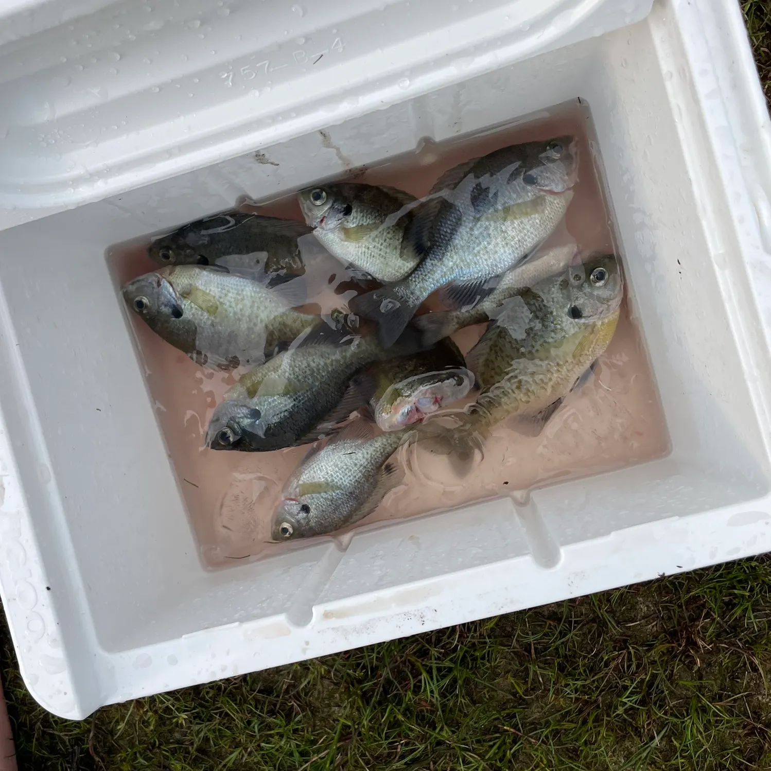 Bluegill caught on Fishbrain