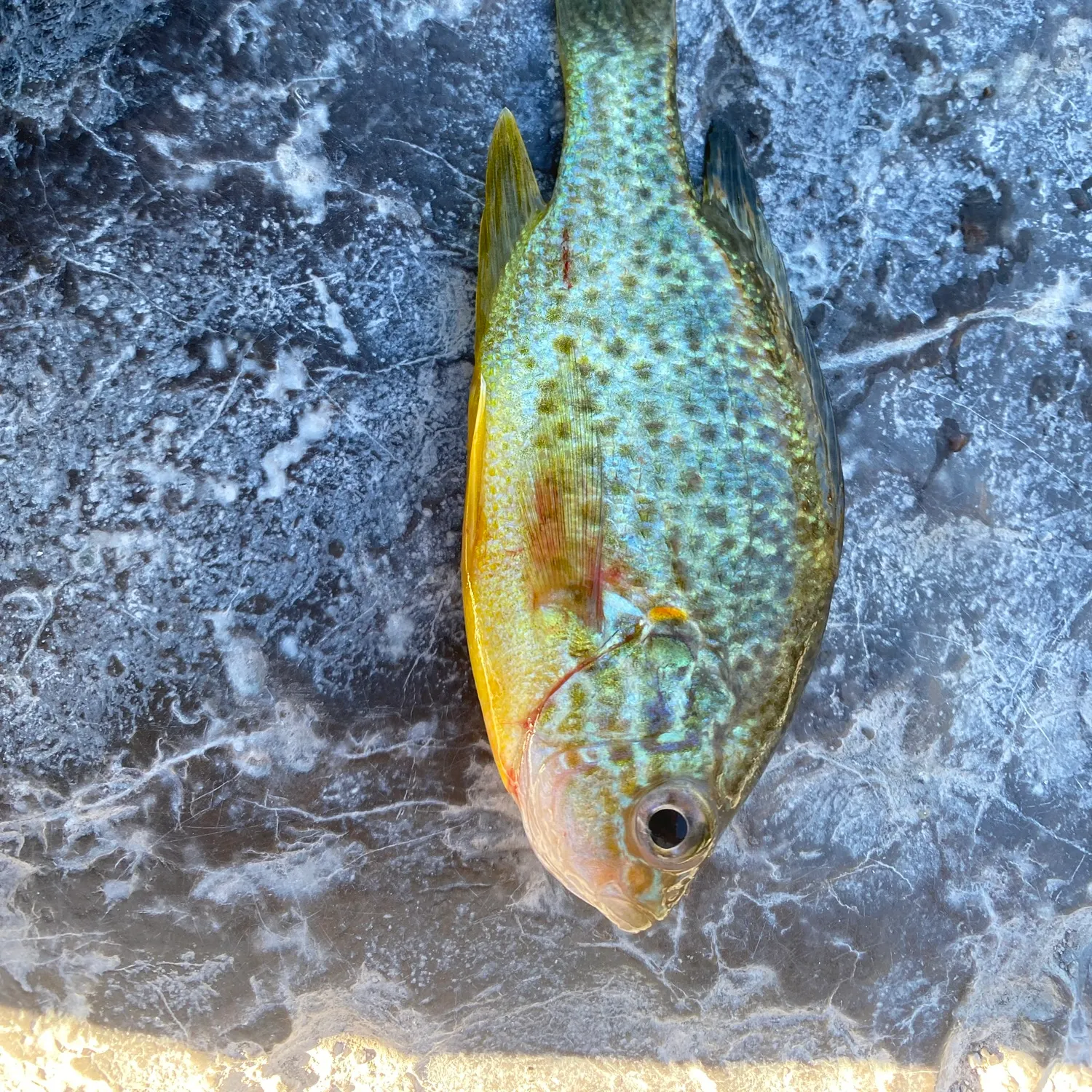 Pumpkinseed caught on Fishbrain
