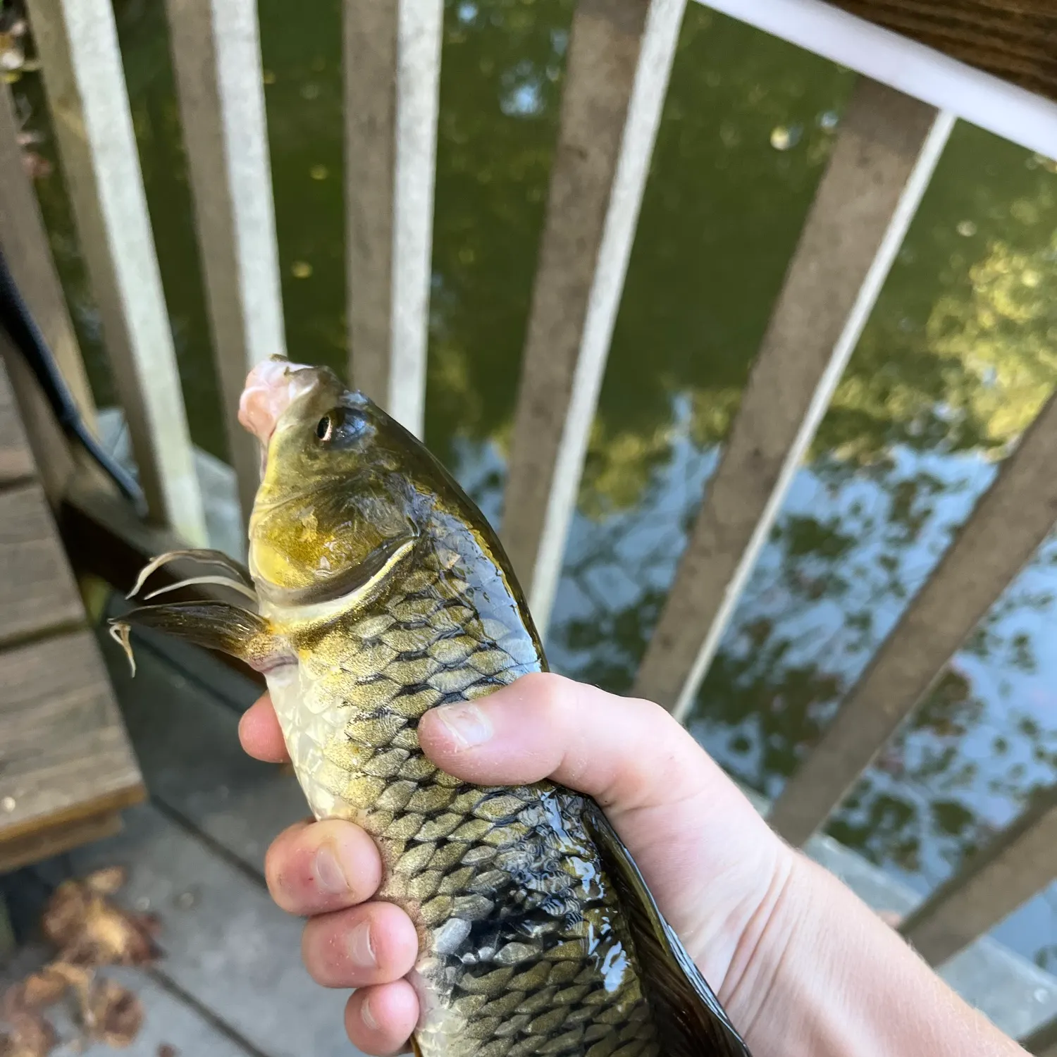 Common carp caught on Fishbrain