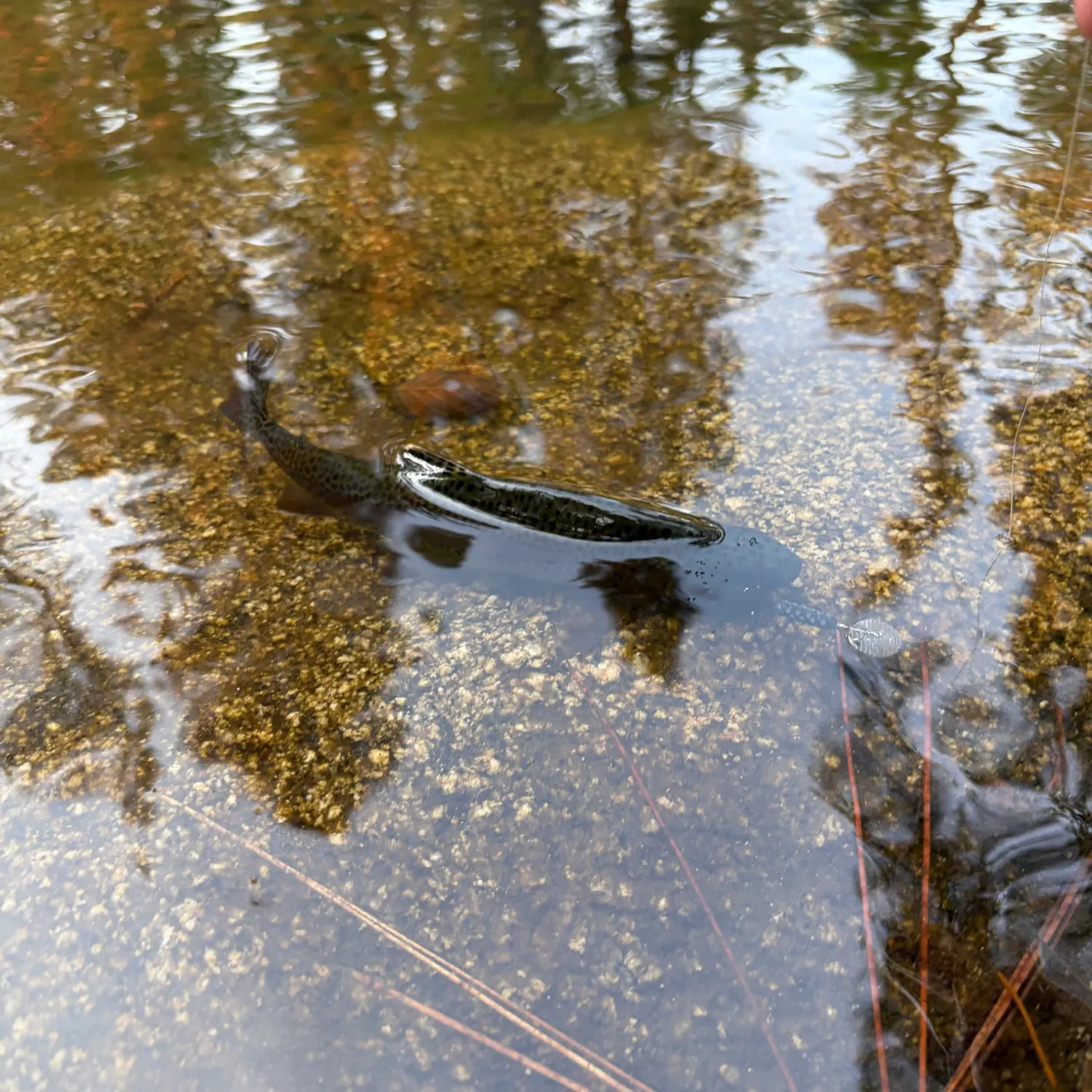 Rainbow trout caught on Fishbrain