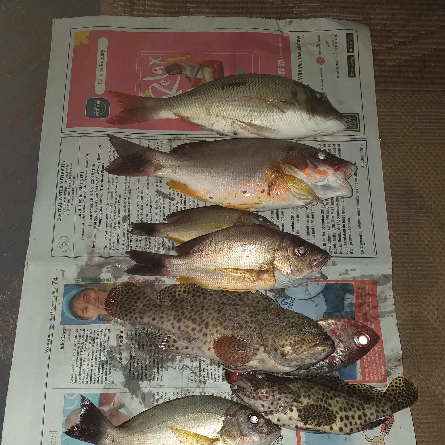 recently logged catches