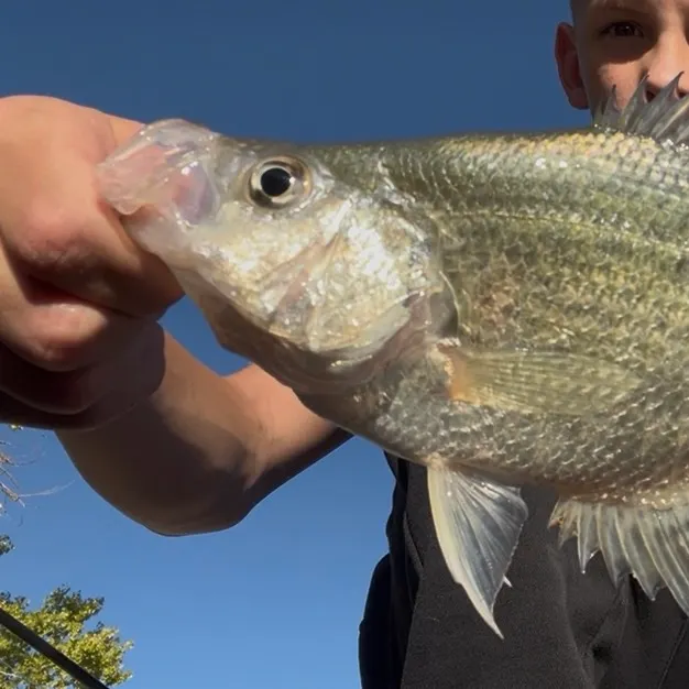 Black crappie caught on Fishbrain