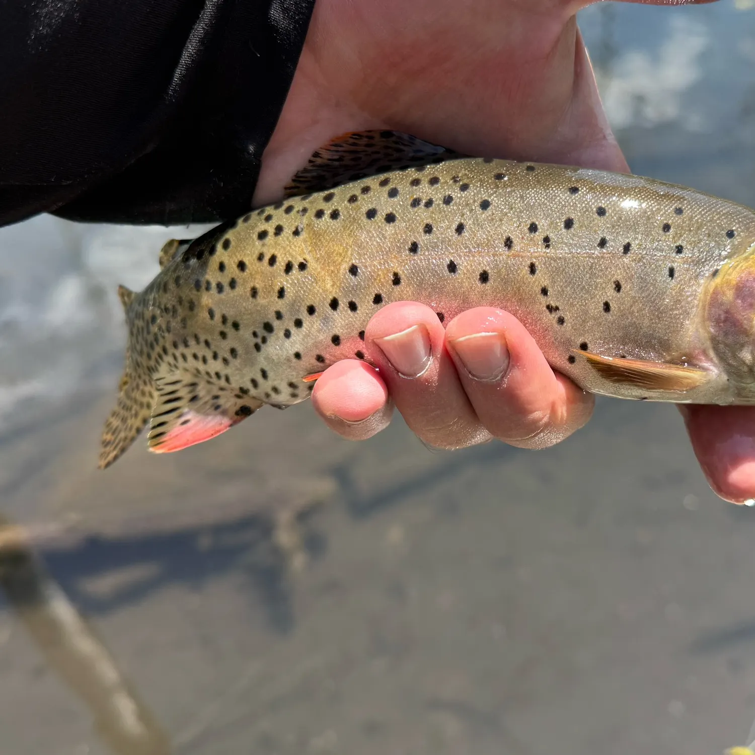 The most recent Bonneville cutthroat trout catches on Fishbrain