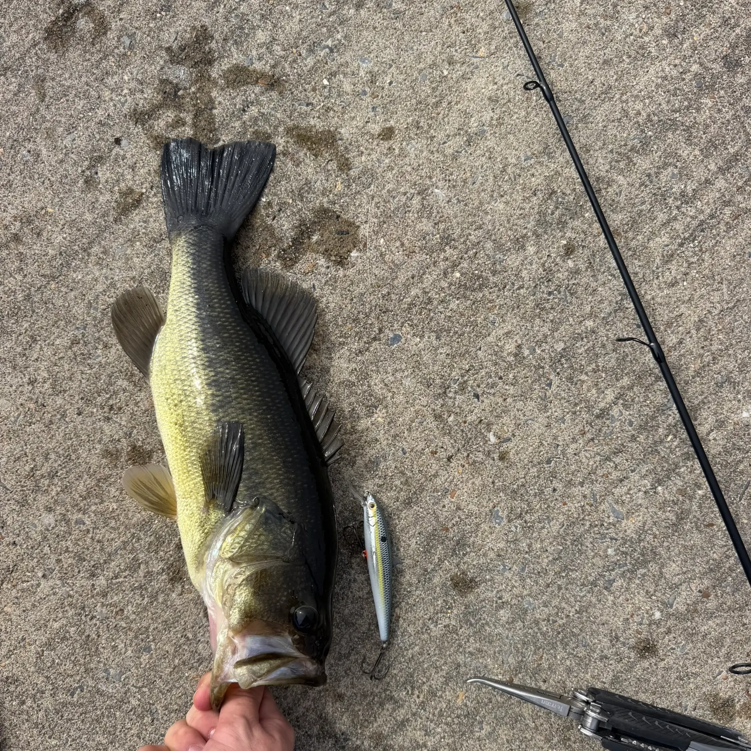 Largemouth bass caught on Fishbrain