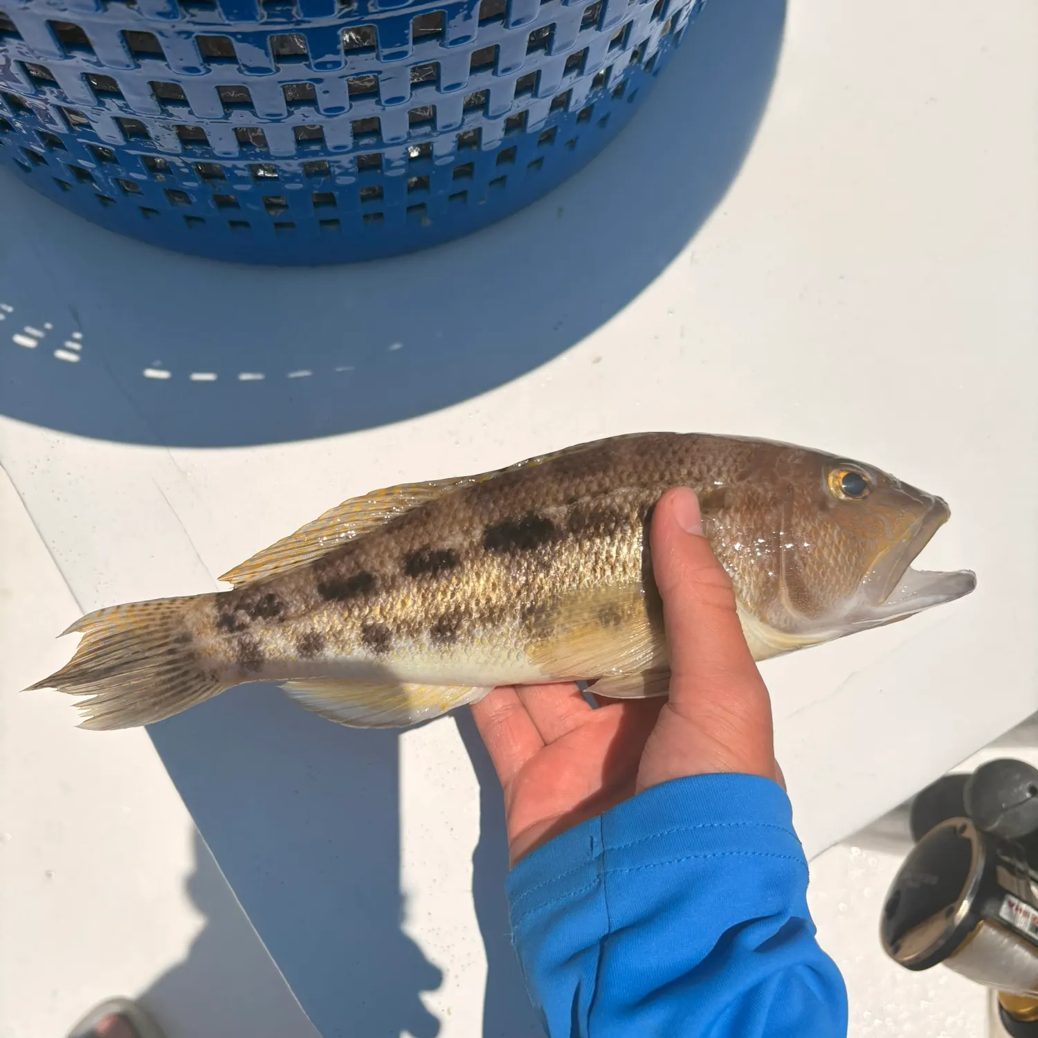 The most recent Bank sea bass catches on Fishbrain