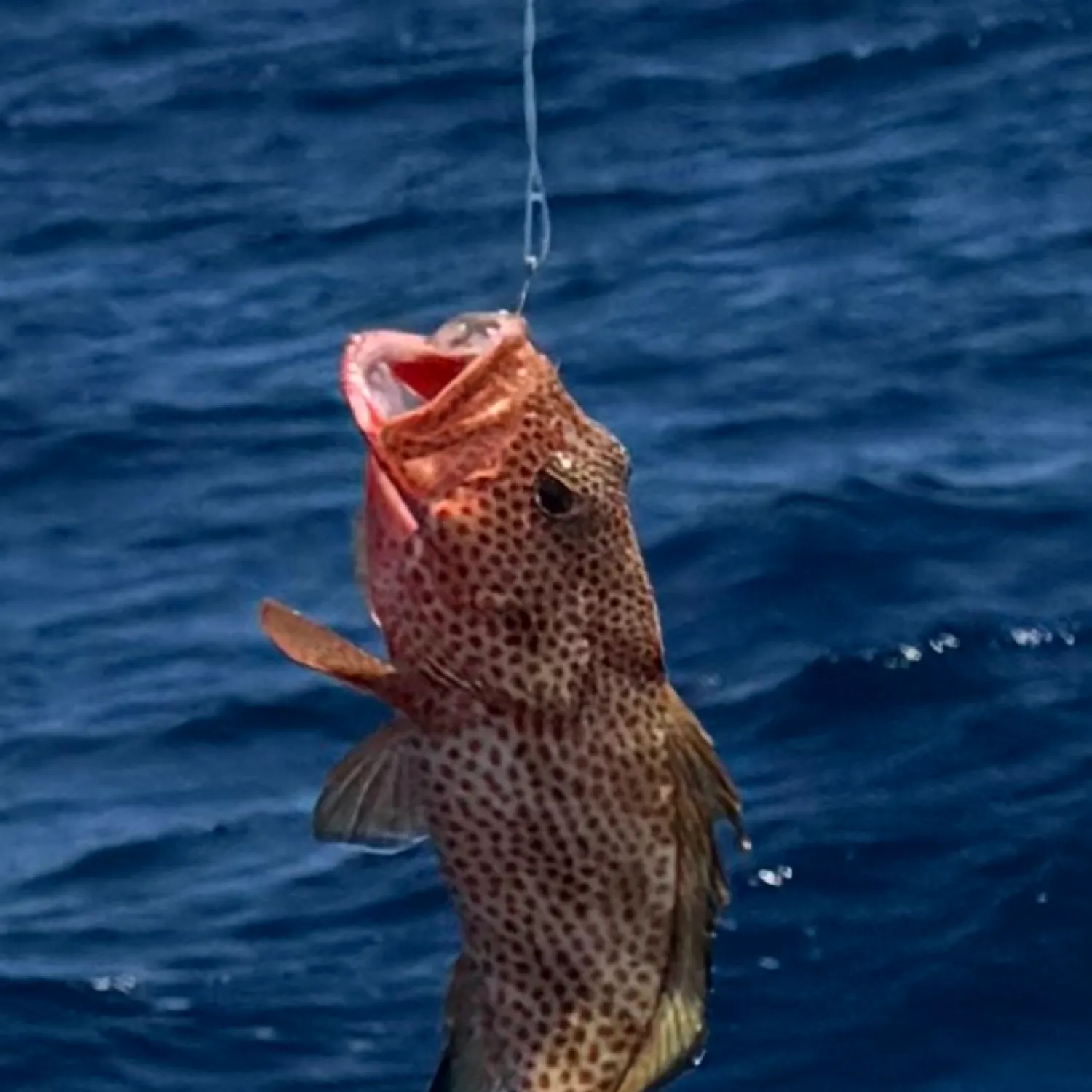 angler catch