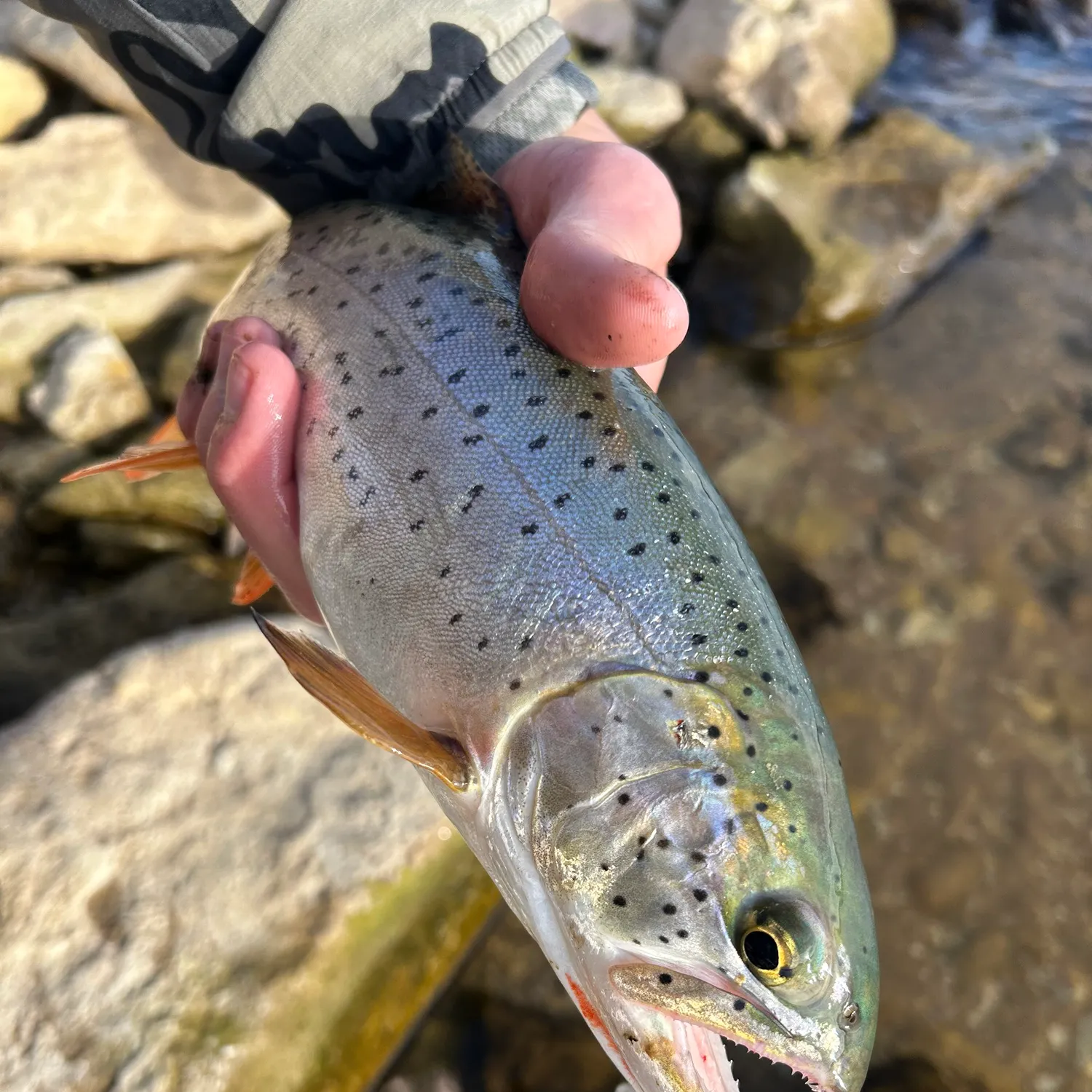 The most recent Cutthroat trout catches on Fishbrain