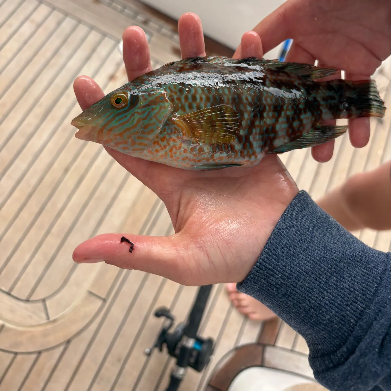 The most recent Corkwing wrasse catches on Fishbrain