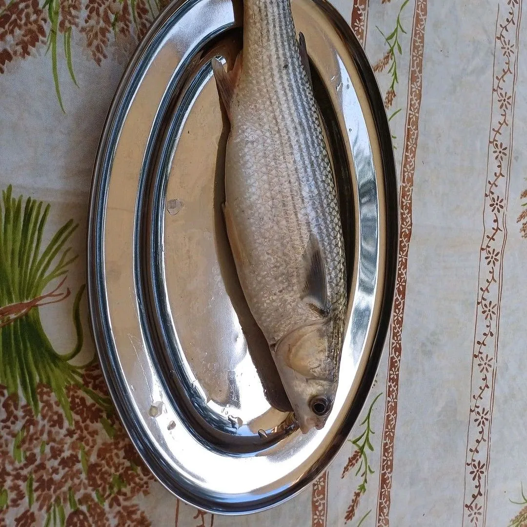 The most recent Thinlip grey mullet catches on Fishbrain