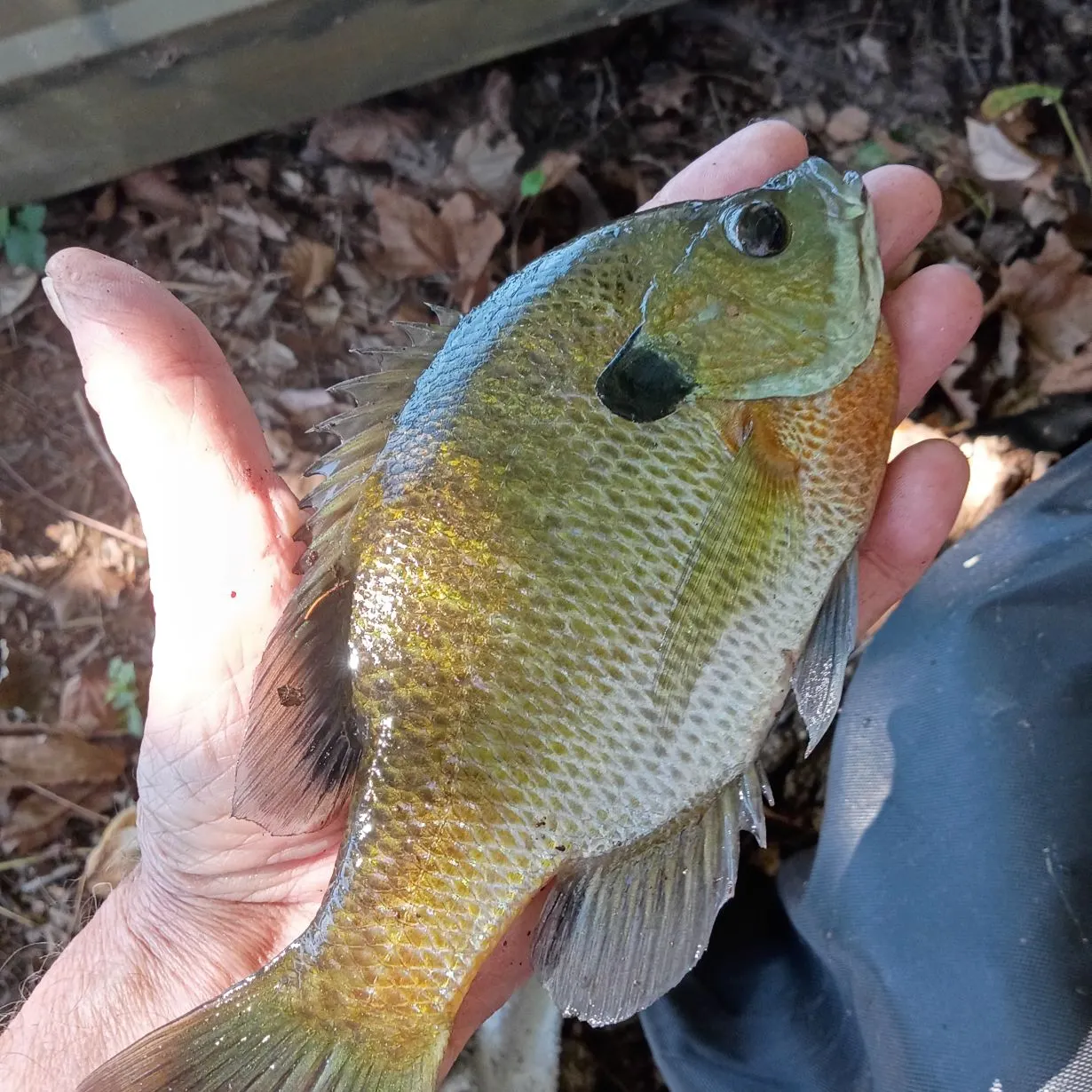 Bluegill caught on Fishbrain
