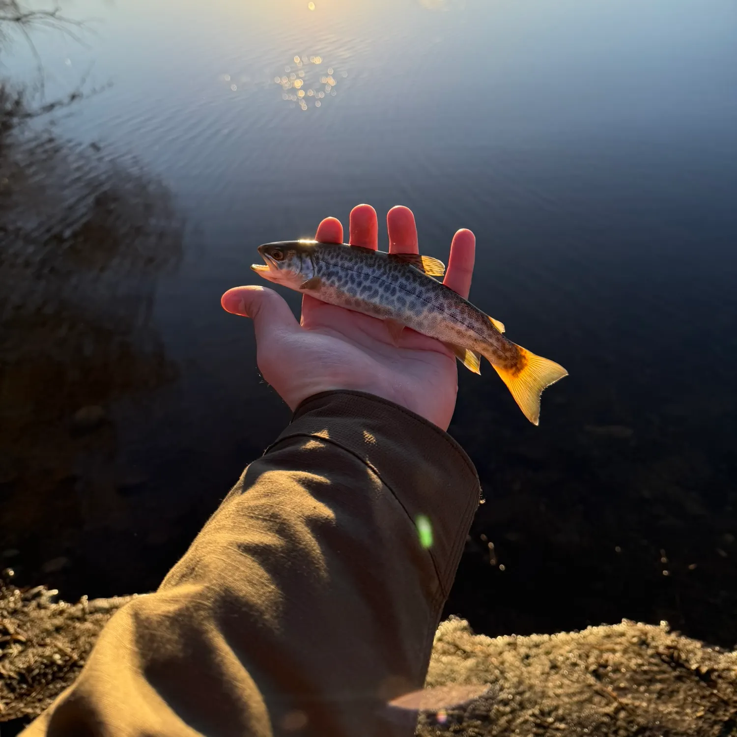 The most recent Tiger trout catches on Fishbrain