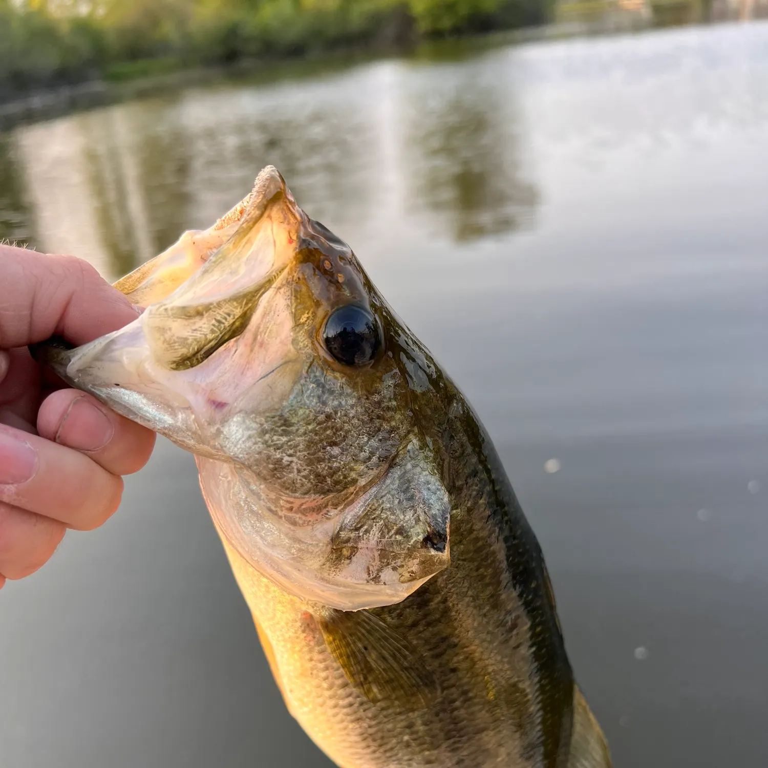 angler catch
