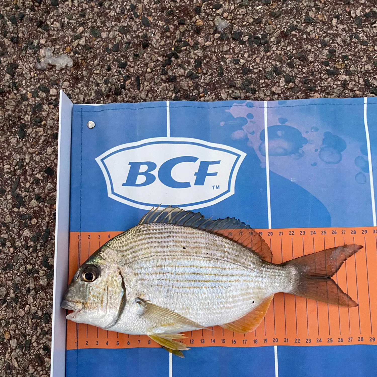 The most recent Goldlined seabream catches on Fishbrain