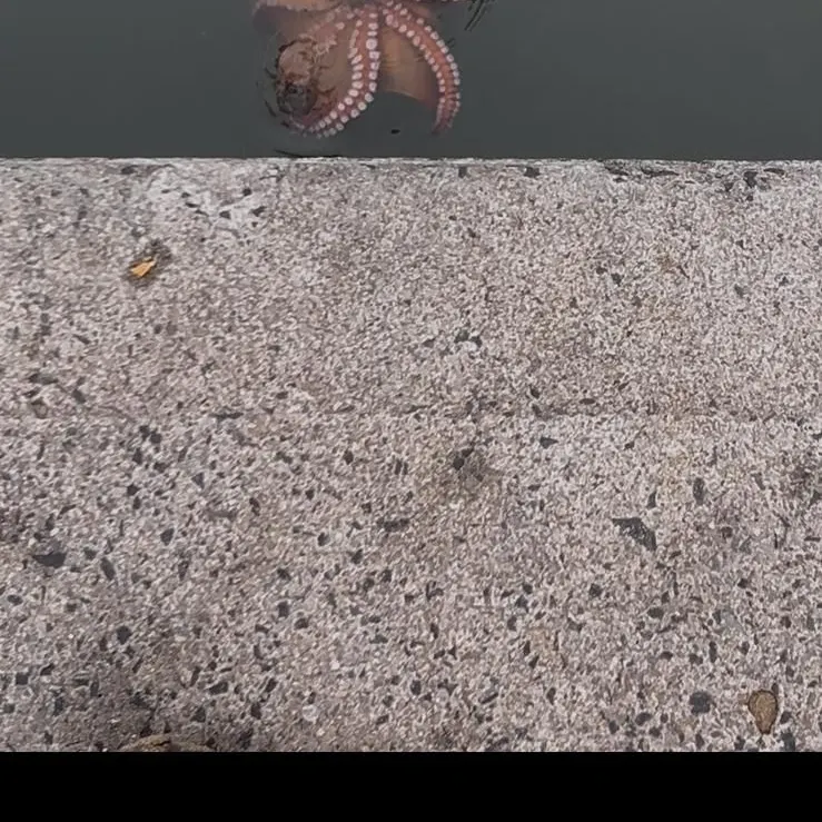 The most recent Common octopus catches on Fishbrain