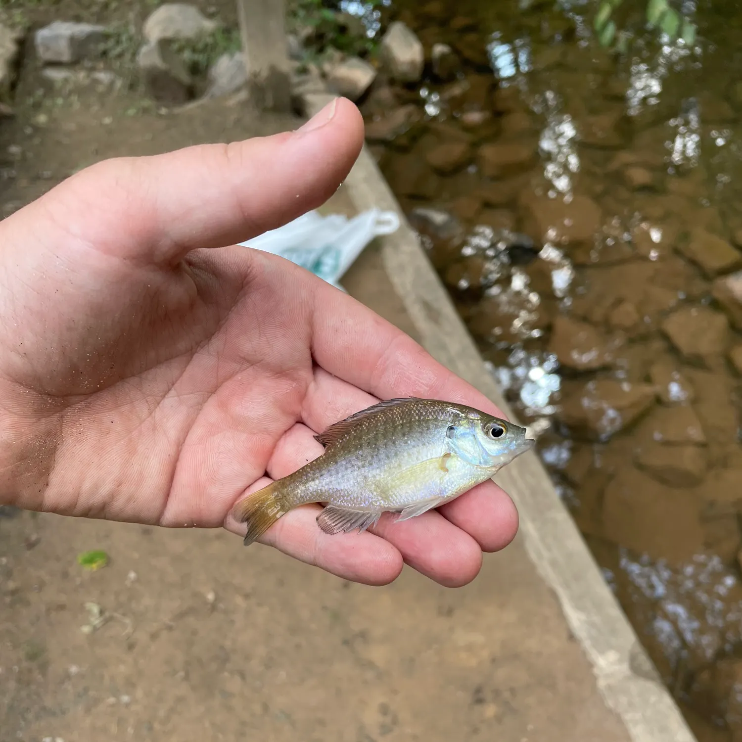 Bluegill caught on Fishbrain