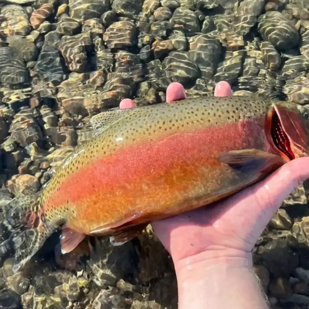 Cutthroat trout caught on Fishbrain