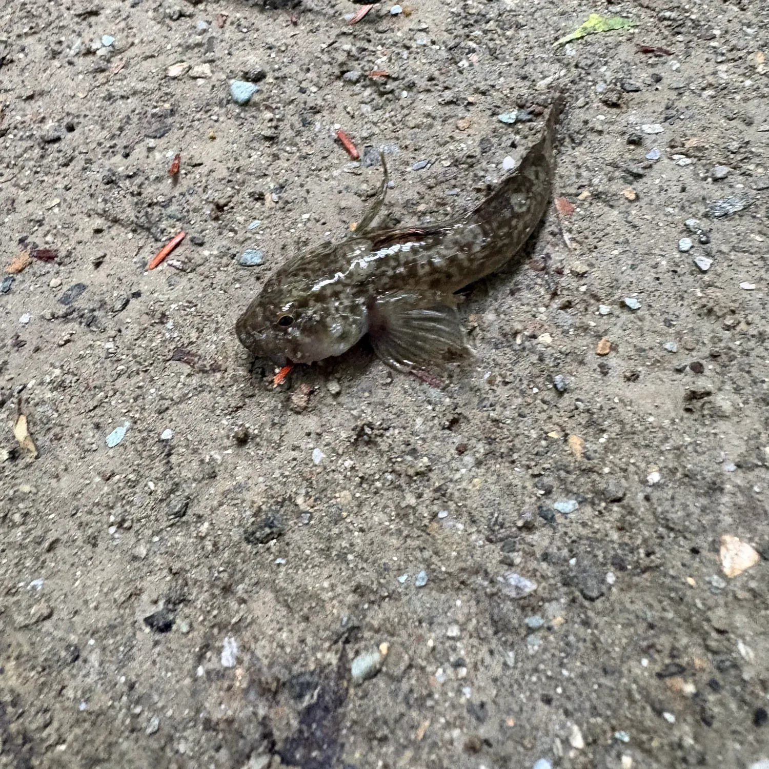 The most recent Rock goby catches on Fishbrain