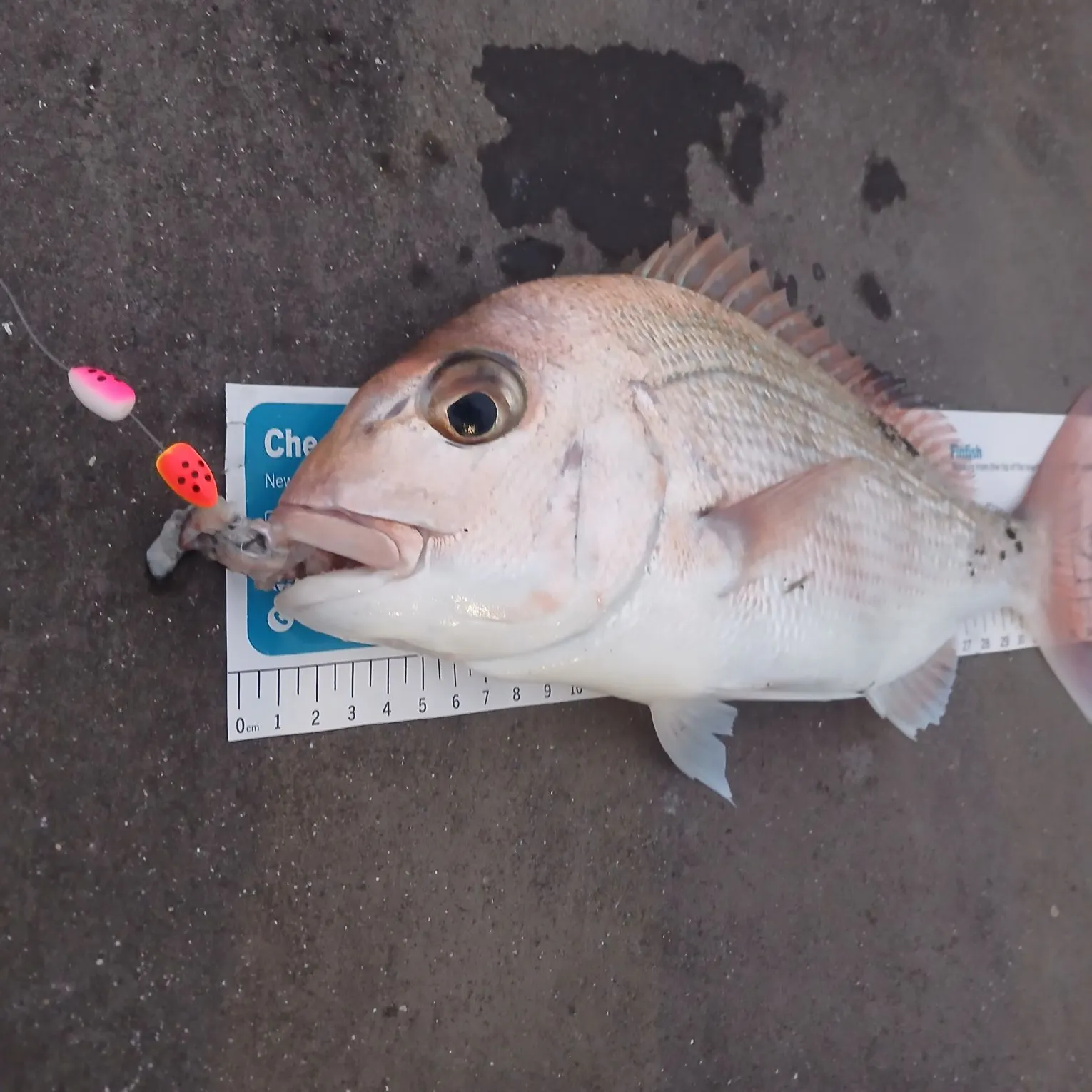 The most recent Australasian snapper catches on Fishbrain