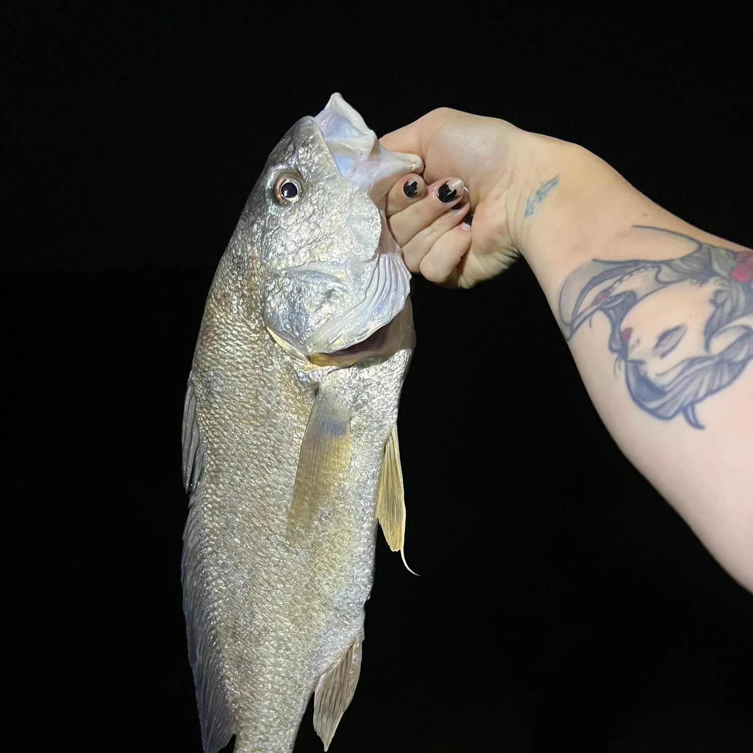 Freshwater drum caught on Fishbrain