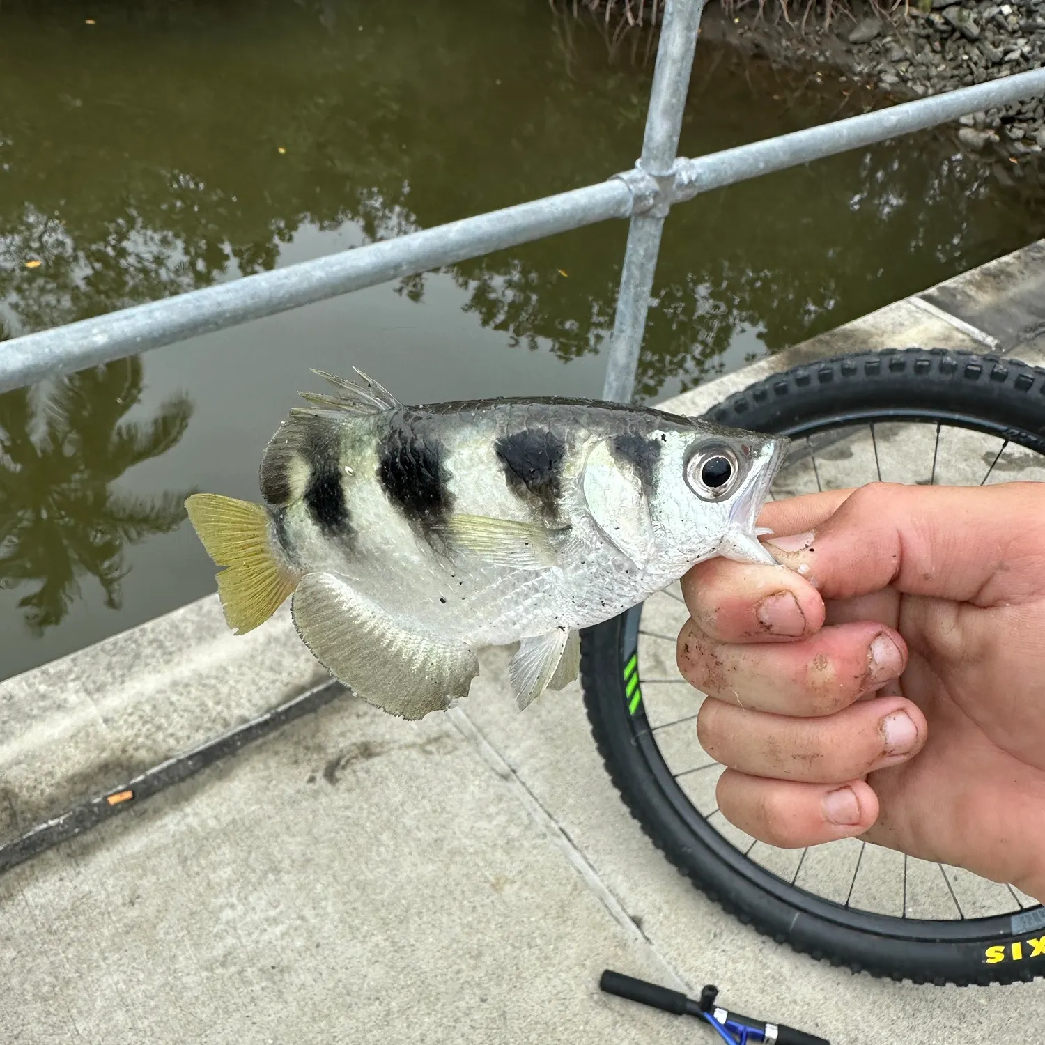 Banded archerfish caught on Fishbrain