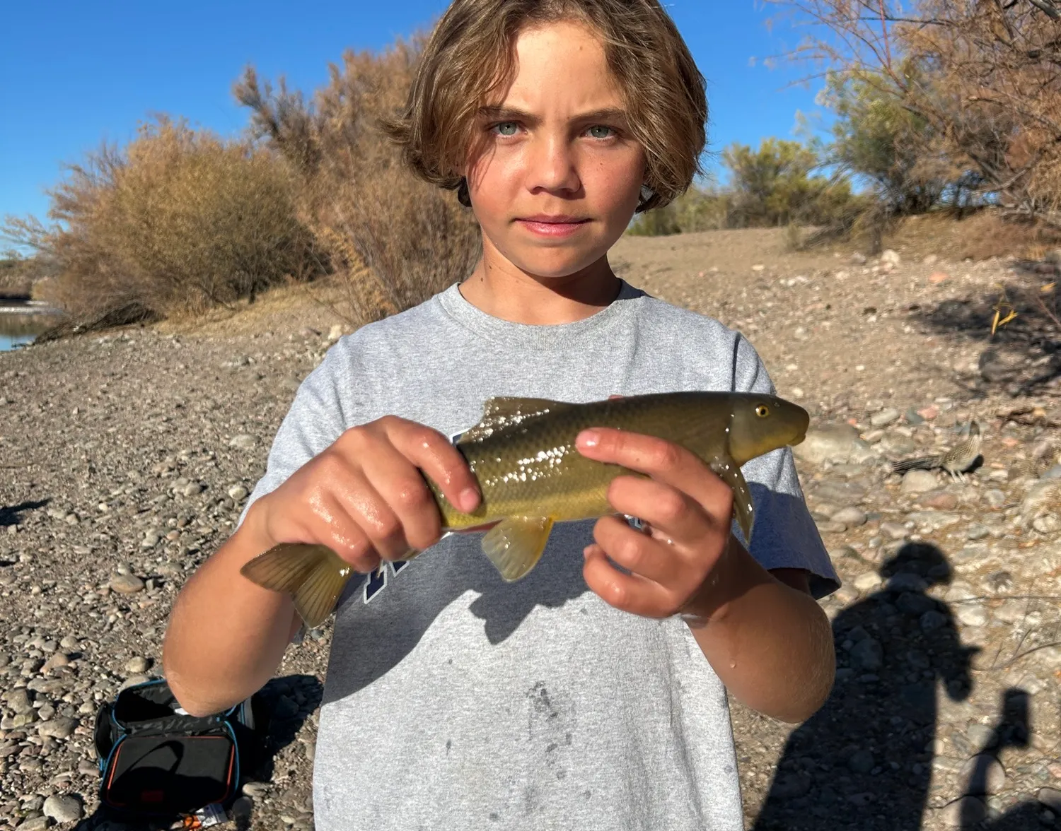 Desert sucker