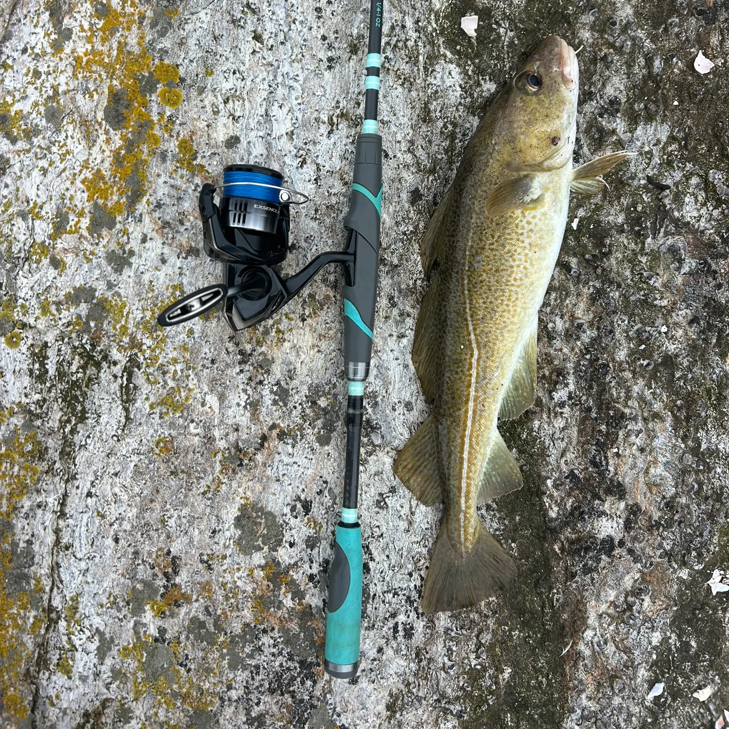 Atlantic cod caught on Fishbrain