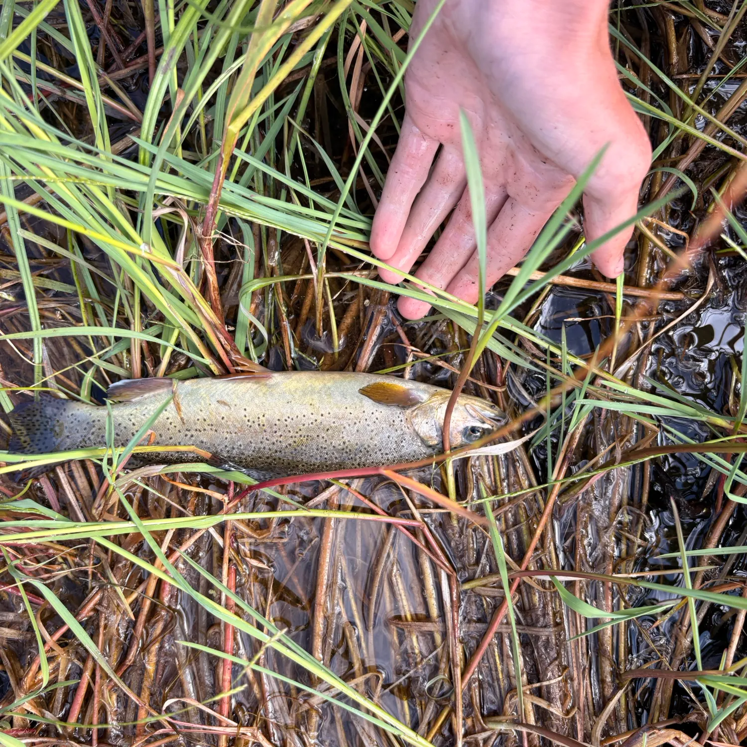 The most recent Apache trout catches on Fishbrain
