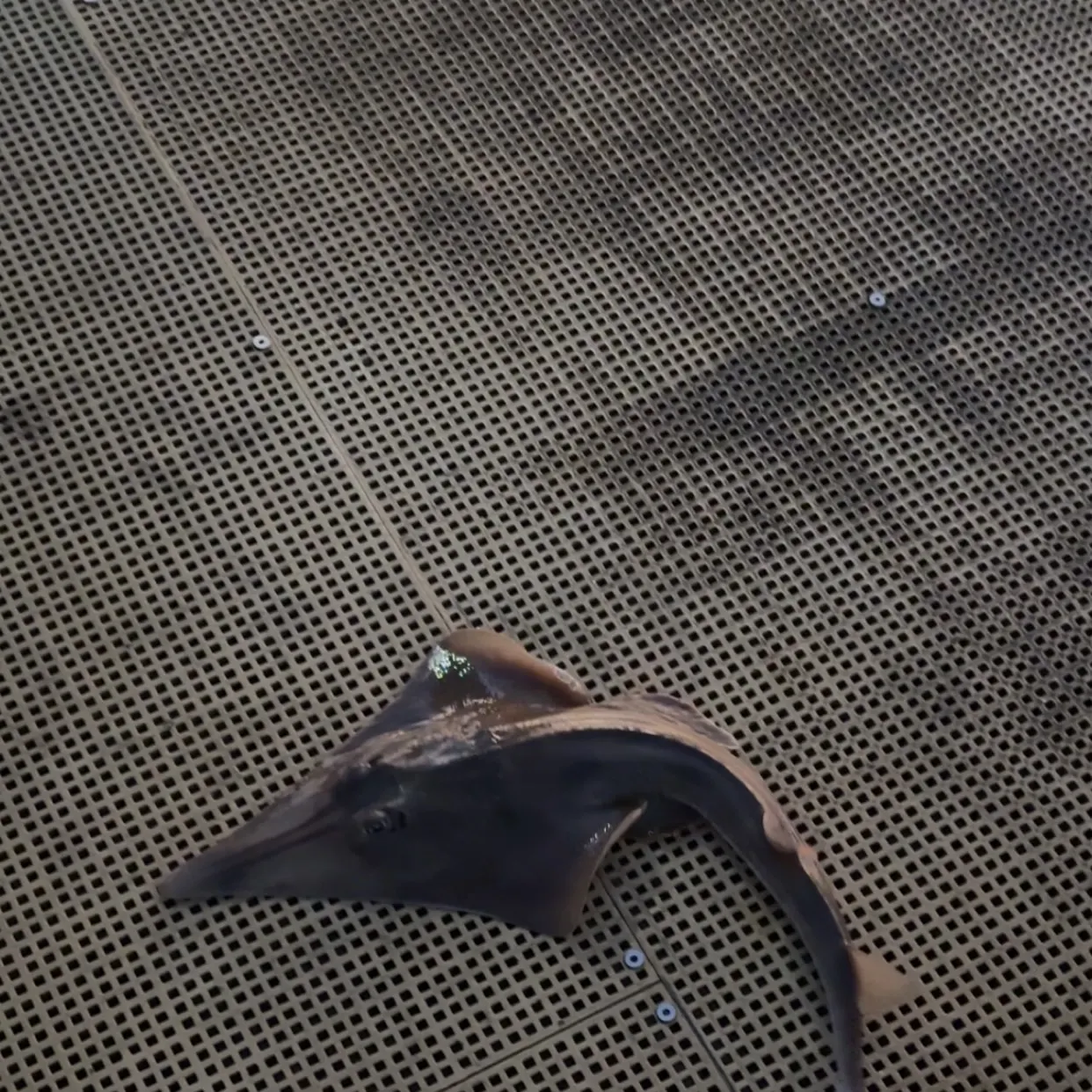 The most recent Pacific shovelnose guitarfish catches on Fishbrain