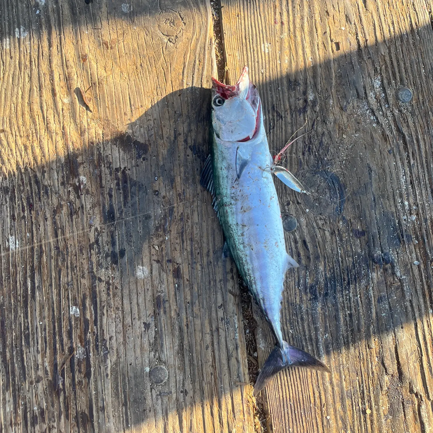 The most recent Pacific bonito catches on Fishbrain